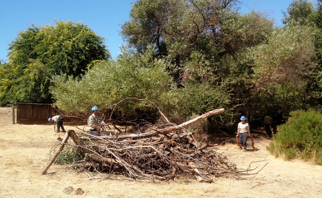 CCC Crewmembers dragging dead vegetation to the pile.